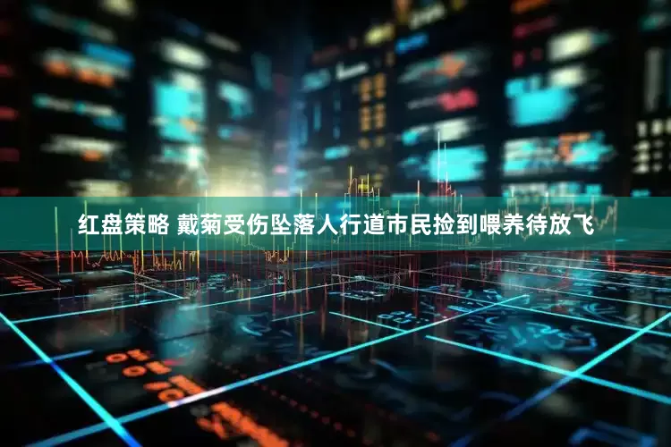 红盘策略 戴菊受伤坠落人行道市民捡到喂养待放飞